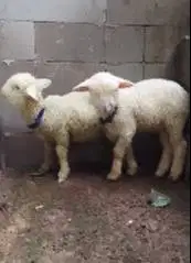 3 ekor cempe anakan bibit domba merino superan 1 jantan 2 betina unik