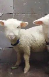 3 ekor cempe anakan bibit domba merino superan 1 jantan 2 betina unik