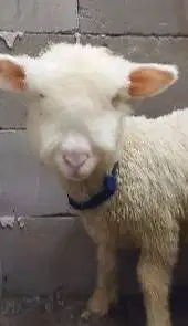 3 ekor cempe anakan bibit domba merino superan 4 bln 1 jantan 2 betina