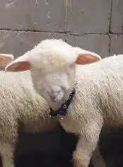 3 ekor cempe anakan bibit domba merino superan 4 bln 1 jantan 2 betina