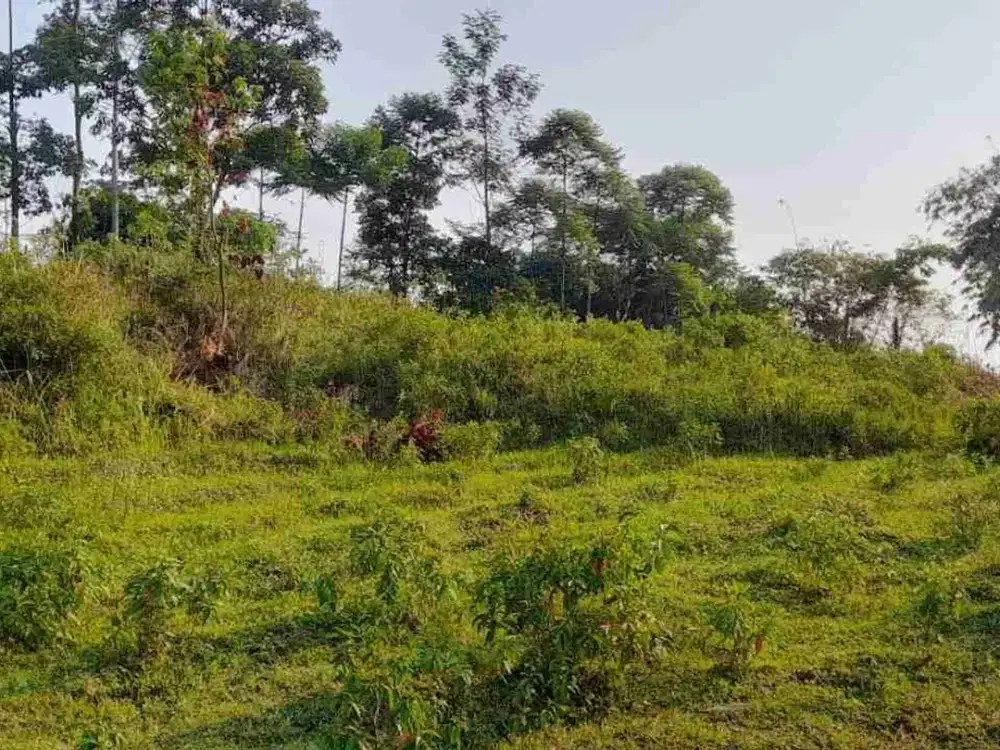 Tanah Murah Datar View Eksotis di Bogor