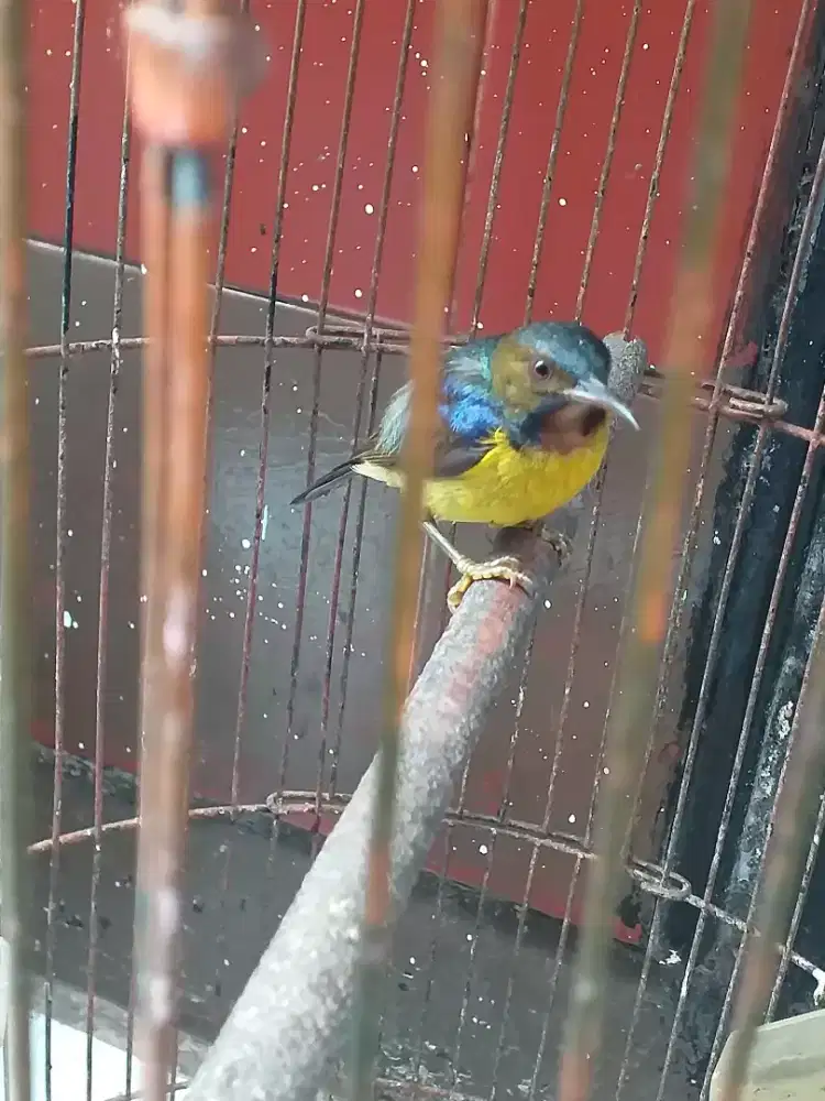 Korlap kolibri klapa rawatan jantan