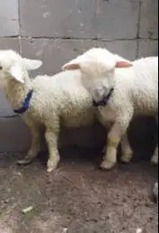 3 ekor cempe anakan domba merino superan 1 jantan 2 betina 4 bln super