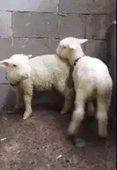 3 ekor cempe anakan domba merino superan 1 jantan 2 betina 4 bln super