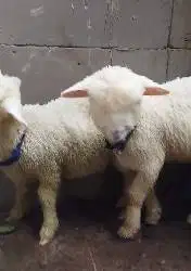 3 ekor cempe anakan bibit domba merino 4 bln super 1 jantan 2 betina