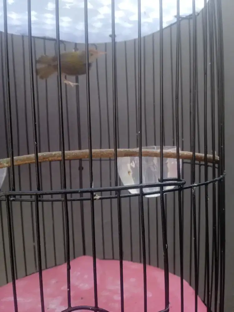 Burung prenjak lumut