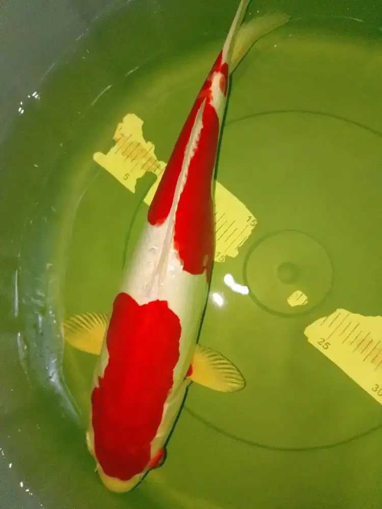 Ikan koi jenis Kohaku Doitsu size 39cm HQ