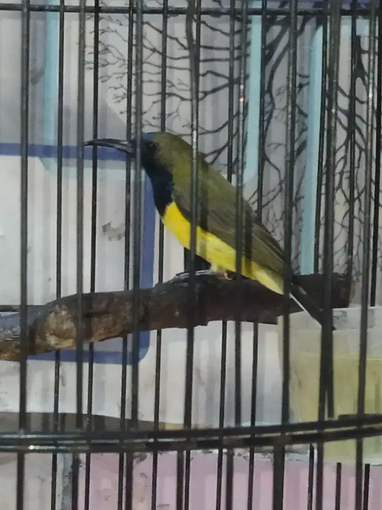 Burung Kolibri sogon rawatan