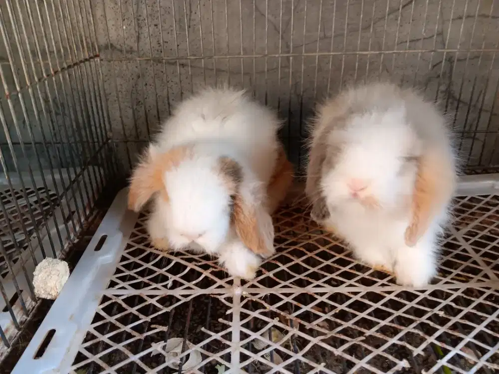 Kelinci Fuzzy Lop