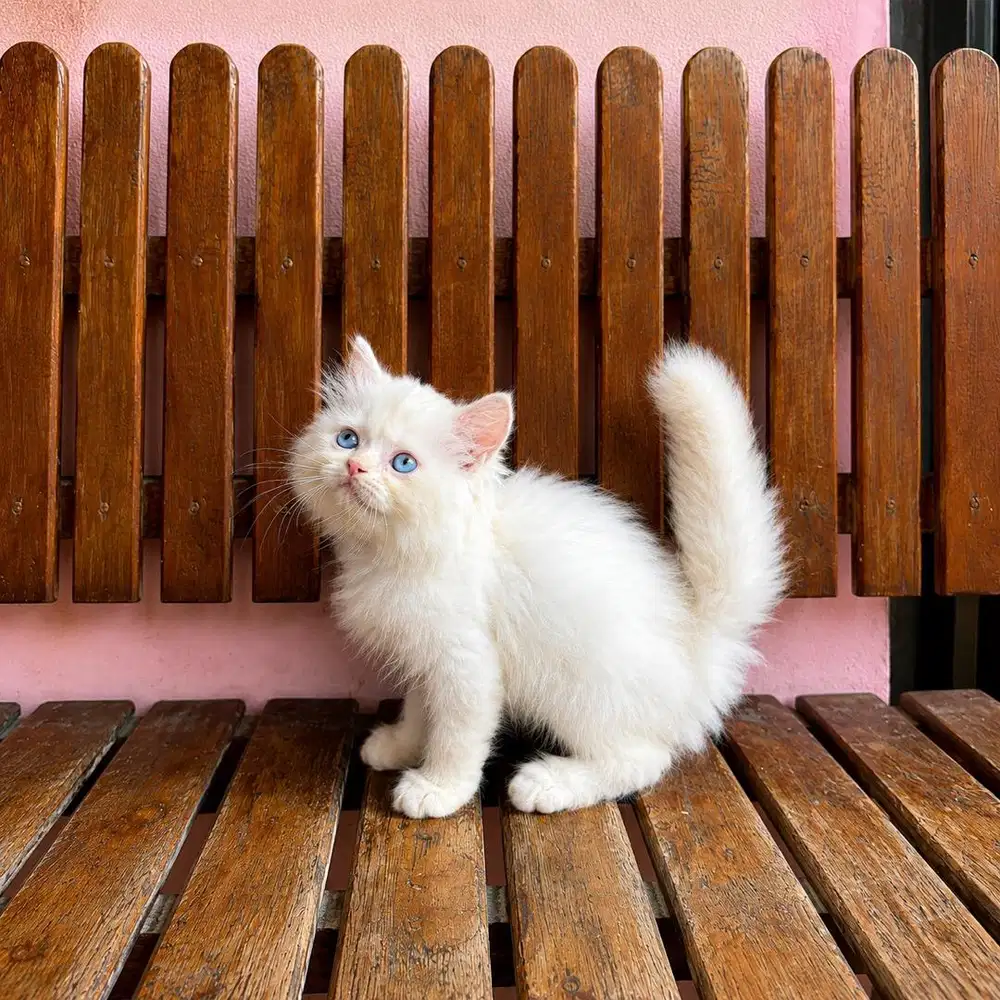 KITTEN PERSIAN HIMALAYA BLUE EYES LONGHAIR BULU KAPAS