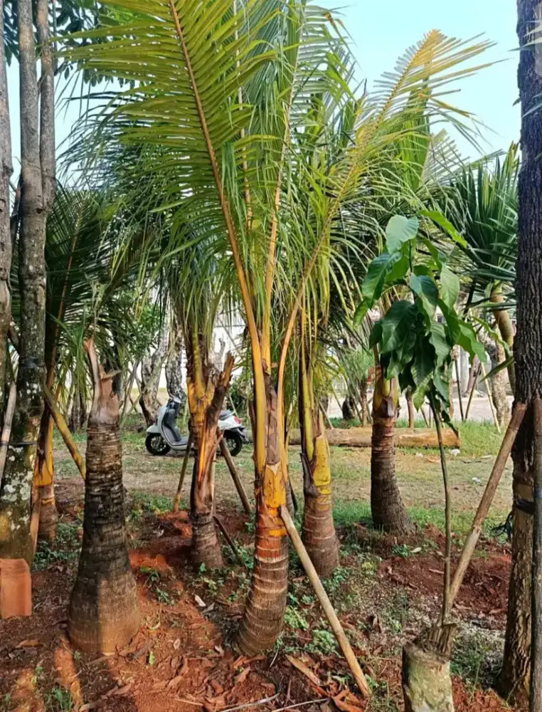 Pohon kelapa gading kuning