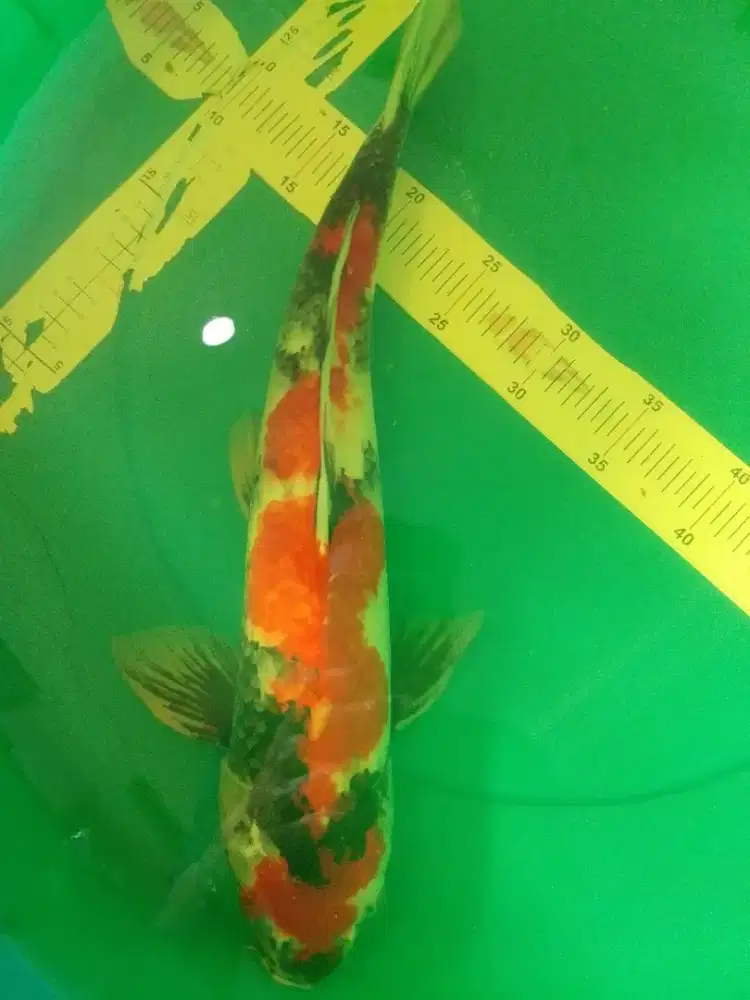 Ikan koi jenis Showa 45cm male