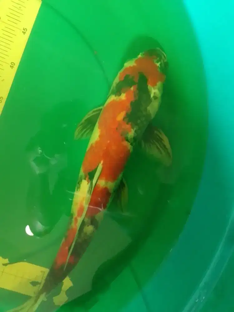 Ikan koi jenis Showa size 45cm male