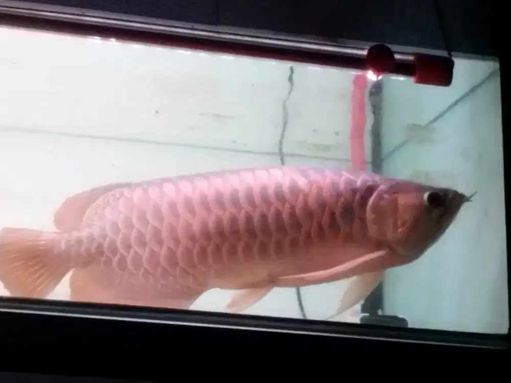 Arwana Super Red Jumbo