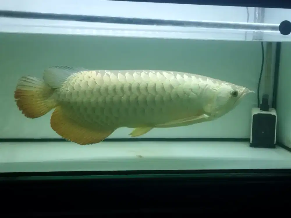 Arwana Golden Red HB Jumboo