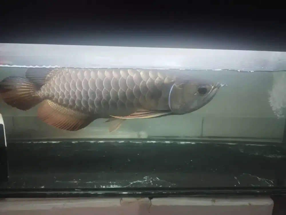 Arwana Golden Brown HB