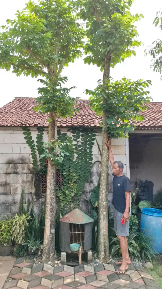 Pohon Spathodea tinggi 5 meter