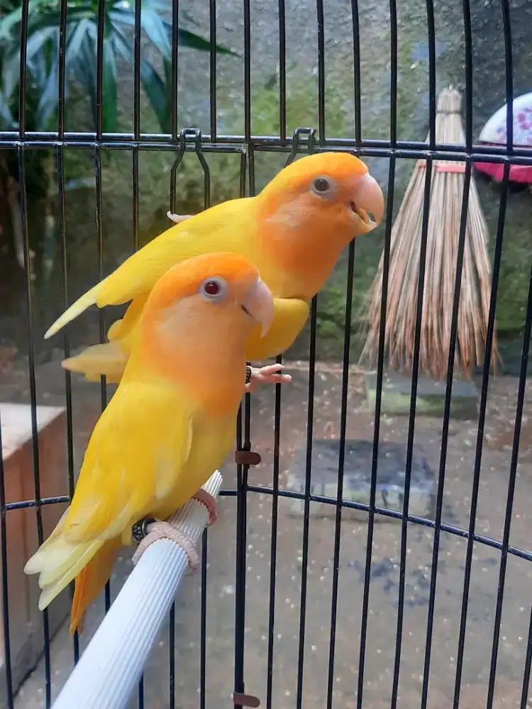 Lovebird NonKlep Dewasa Kuning Bagus