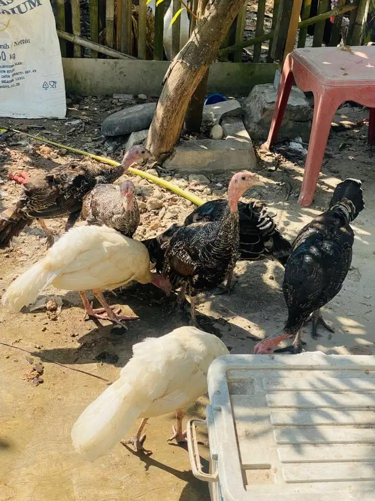 Jual kalkun borongan
