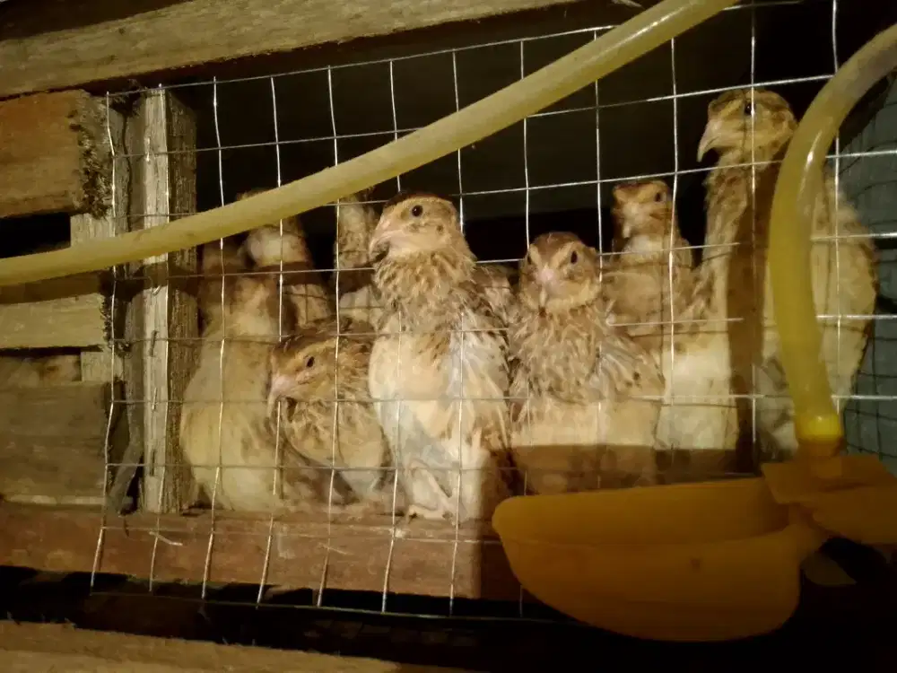 Burung puyuh afkir
