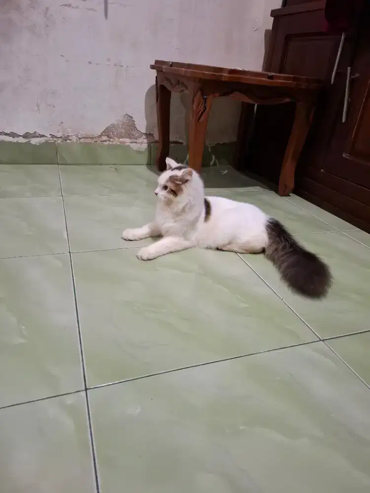 Kucing Persia Jantan