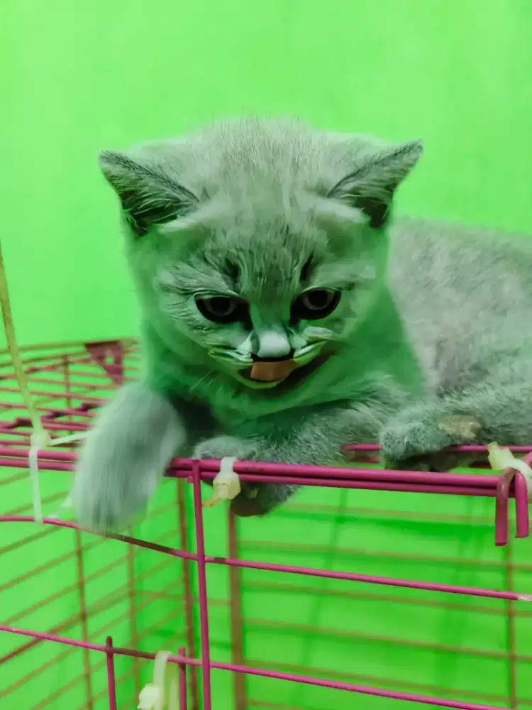 Kitten British Shorthair