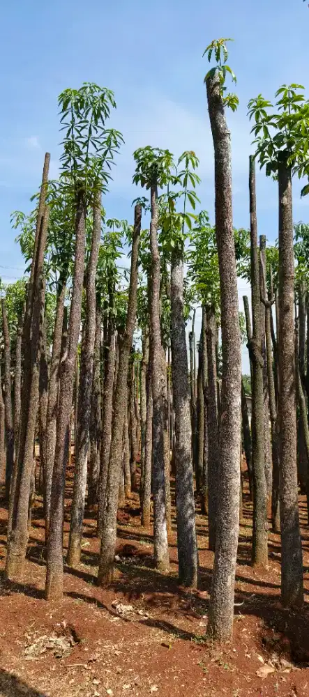 Pohon pule batang tunggal