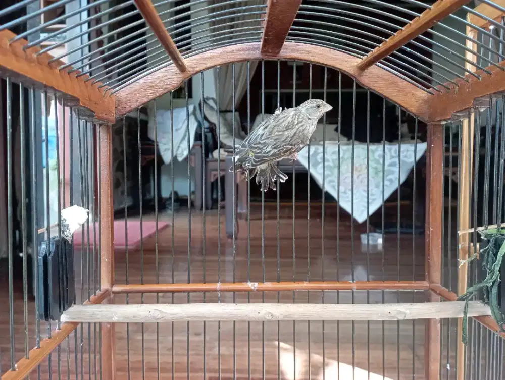 BURUNG BLACKTHROAT ANAK JAMINAN JANTAN