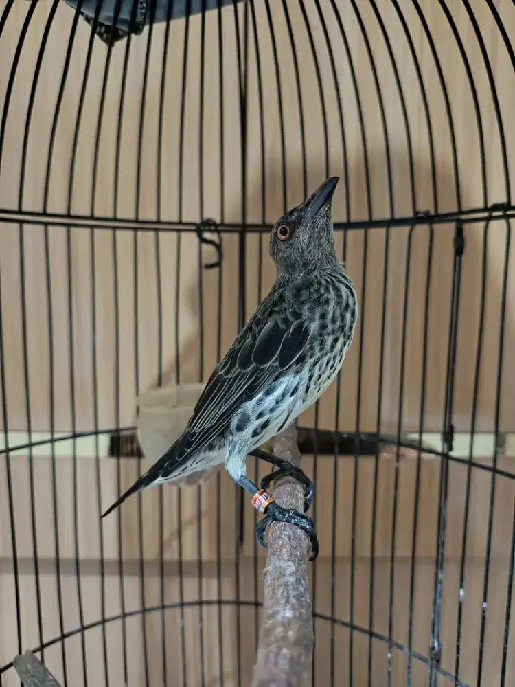 burung perling muda
