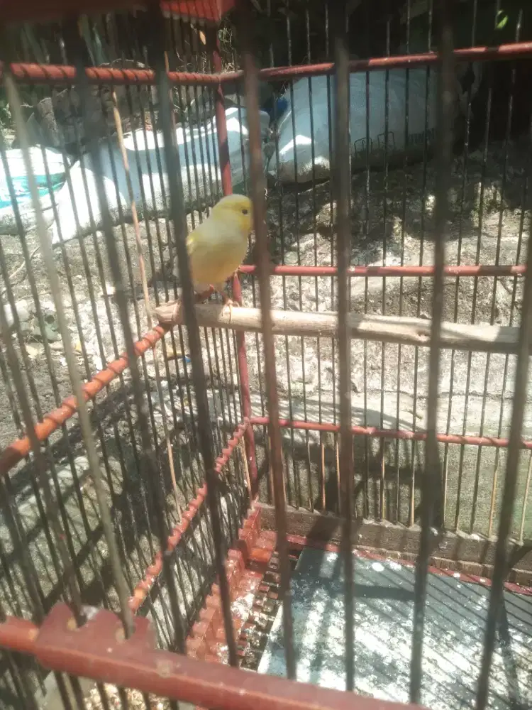 Burung kenari warna cerahhan.