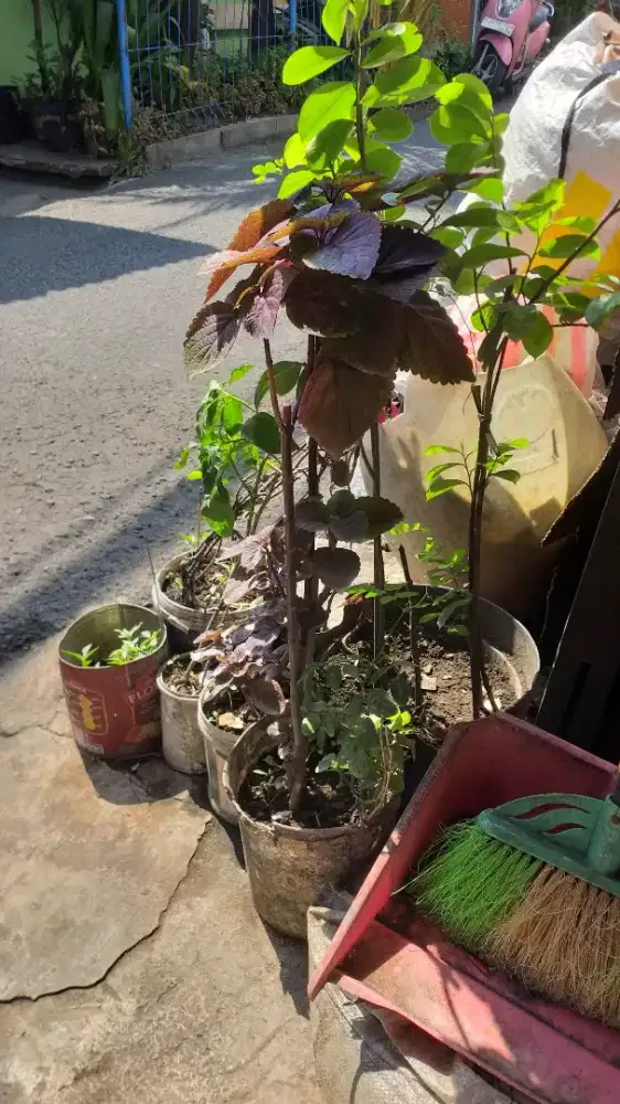 Pohon Miyana ungu Jawer kotok