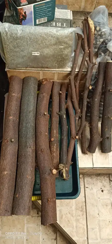 Kayu bidara arab kering