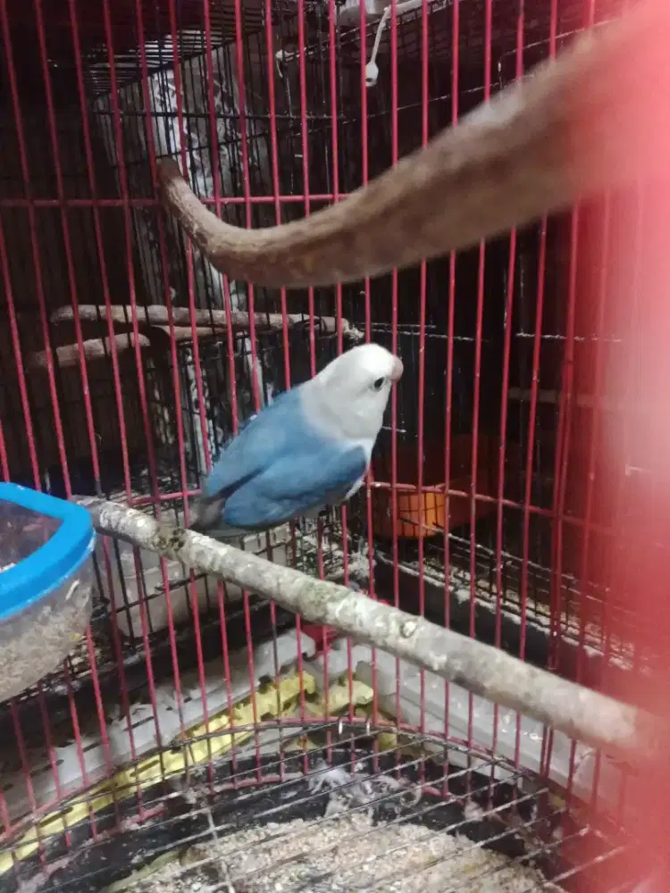Lovebird biola blue