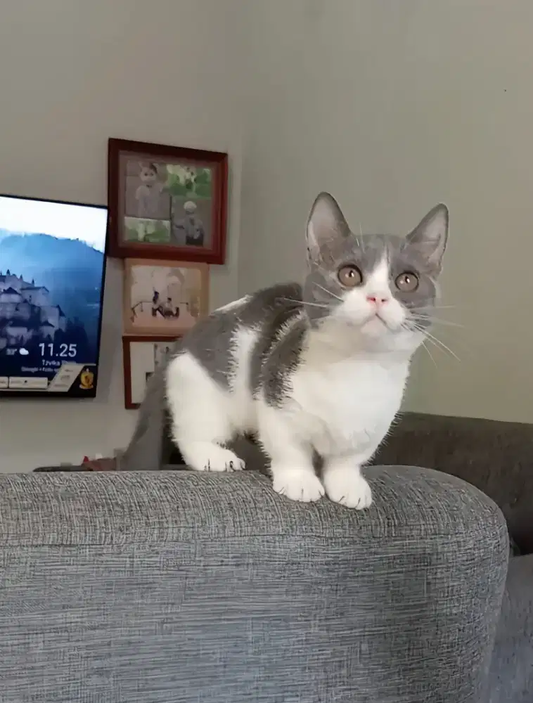 MUNCHKIN BSH BICOLOUR BETINA