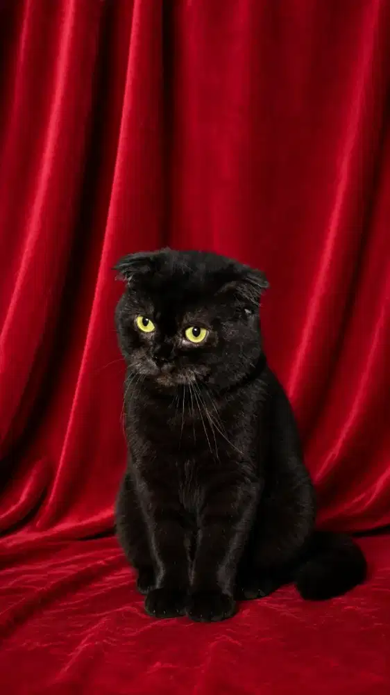 Kucing Scottish Fold Jantan Bisa Barter Sphynx / Sphinx