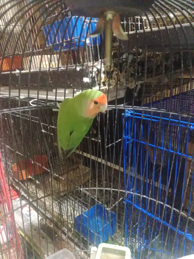 Lovebird non klep ijo