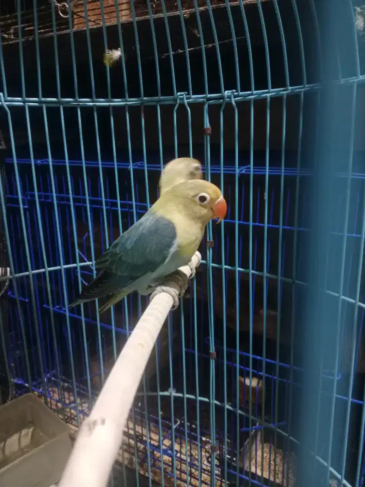 Lovebird parblue dan PB ewing blue