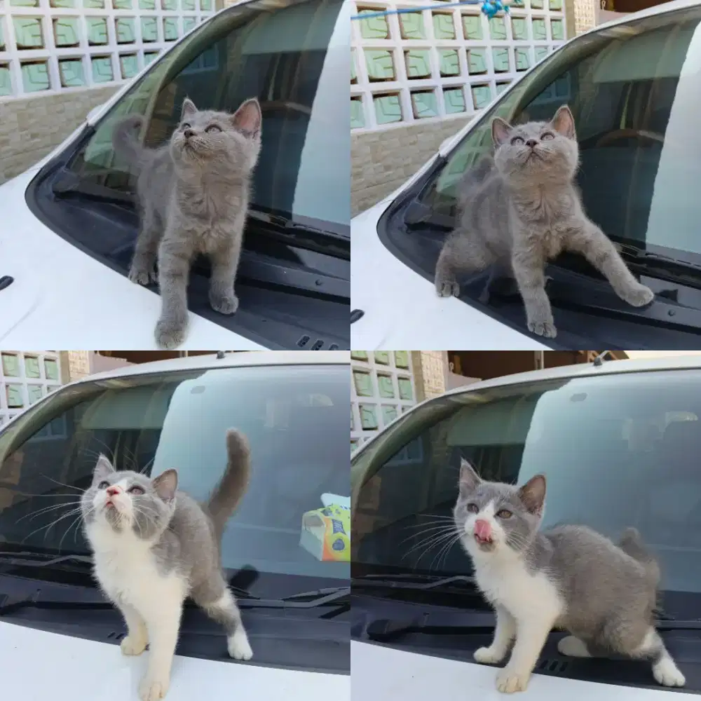 Kucing BSH kitten British shorthair pure