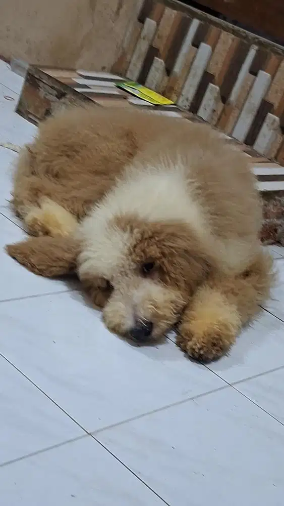 Giant poodle jantan