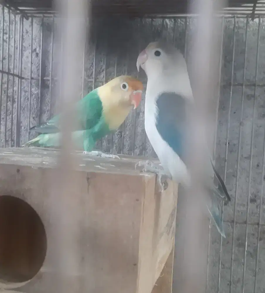 Love Bird siapan
