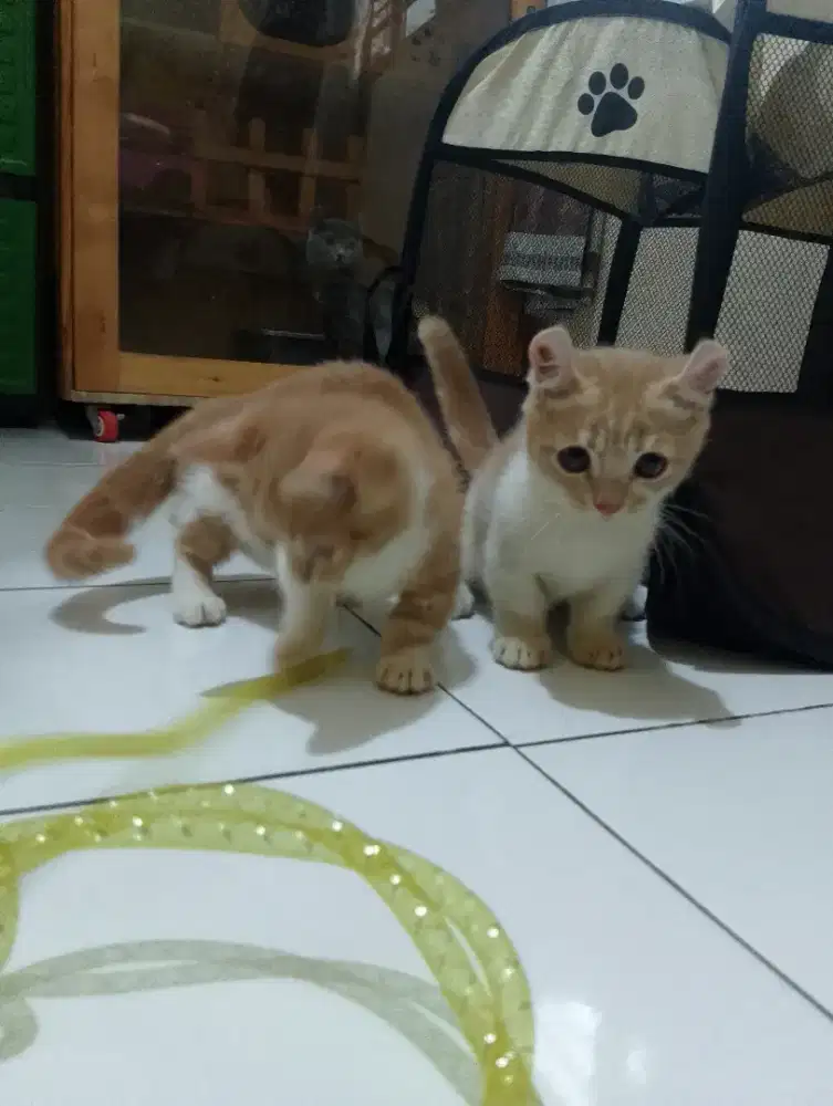 Kucing Munchkin kinkalow/cebol Curly/kaki pendek curl