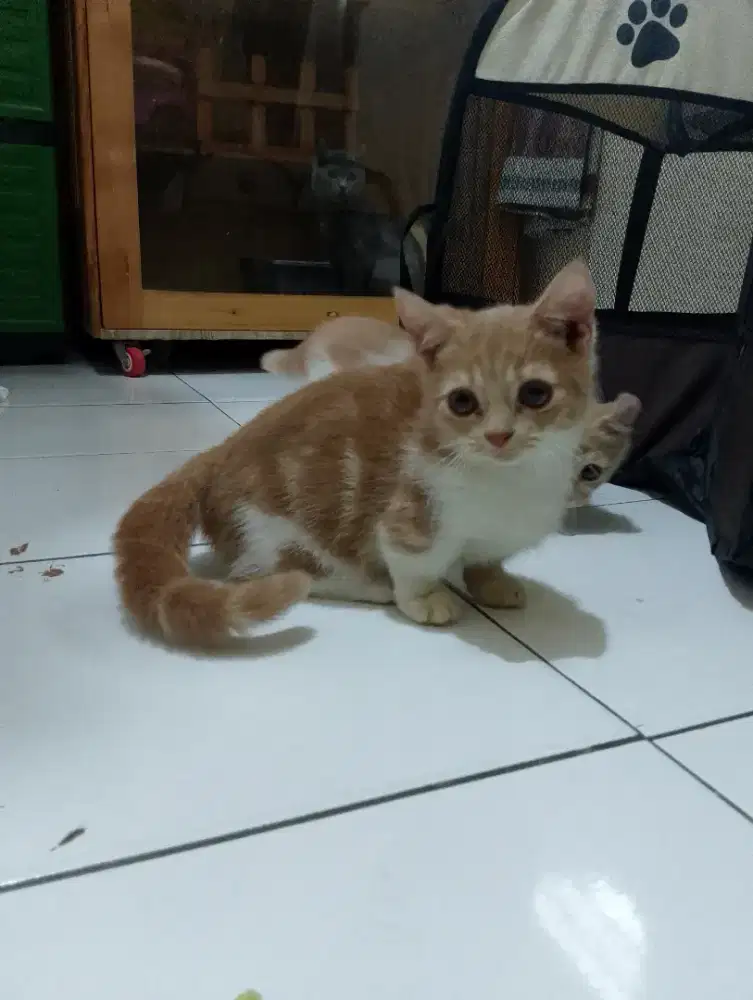 Kucing cebol oren/kaki pendek British shorthair/munchkin bsh