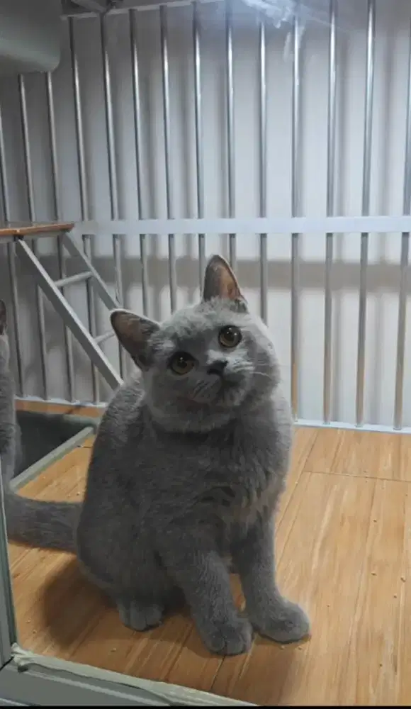 Kucing BSH good quality