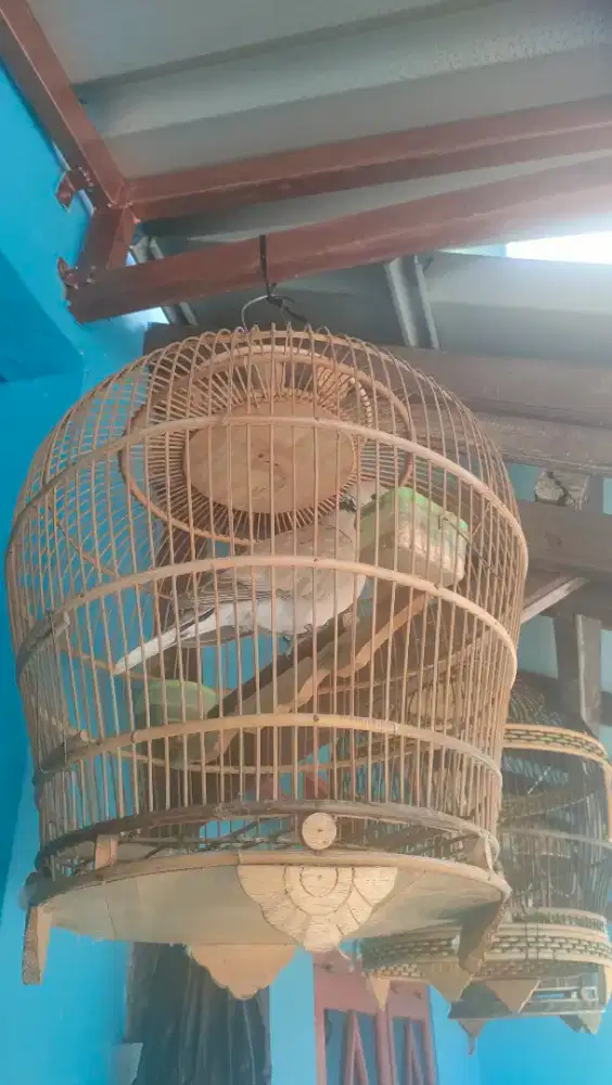 Puter Pelung Asli Fullset