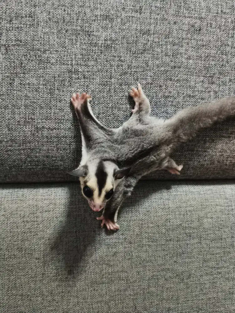 (2 ekor jantan) Joey Sugar glider Wf ph Cream