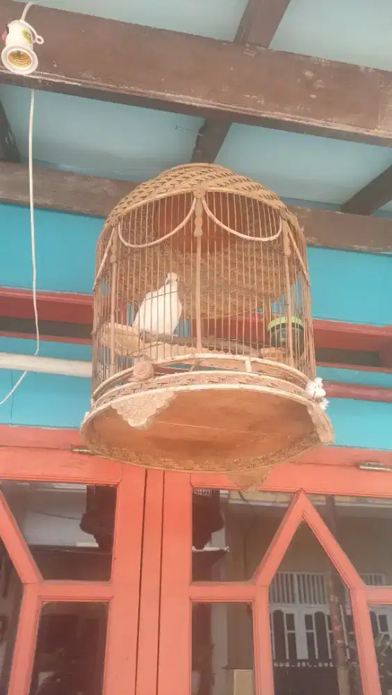 Tekukur putih kuk 1