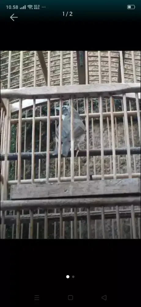 Burung opior paruh tebal