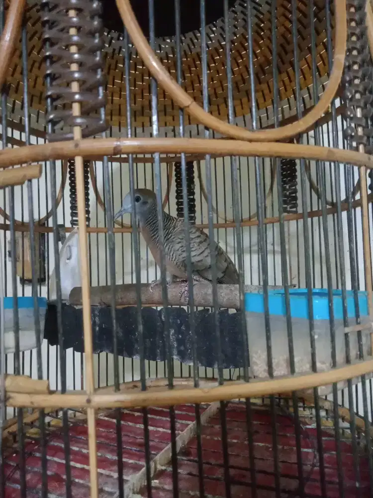 Jual perkutut Bangkok fs udah rajin