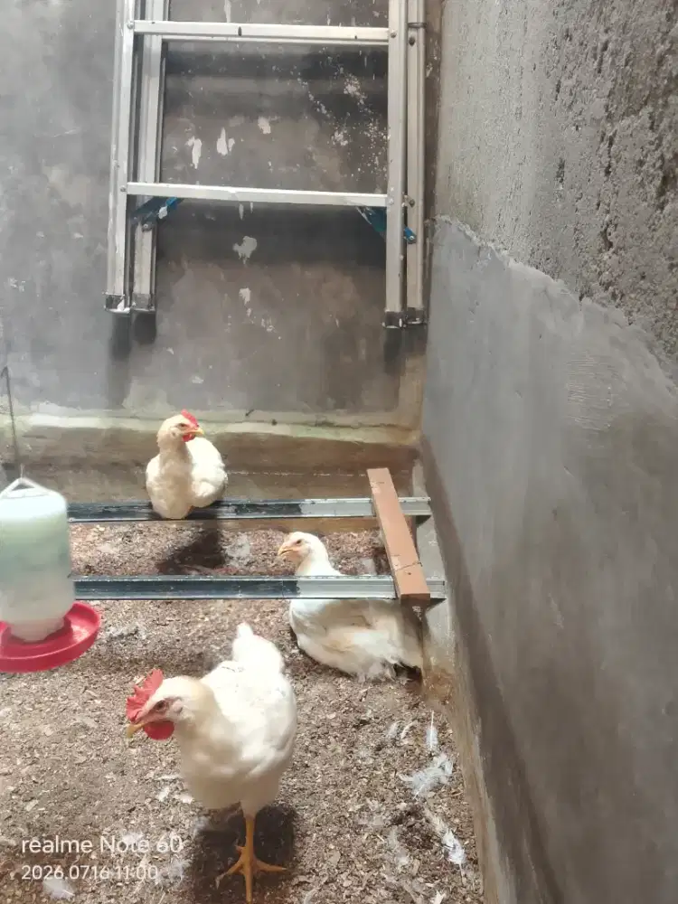 3 ekor ayam borongan