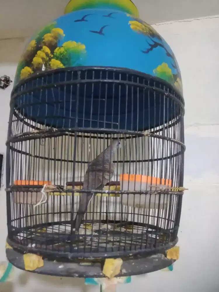 Jual burung perkutut Bangkok fs rajin